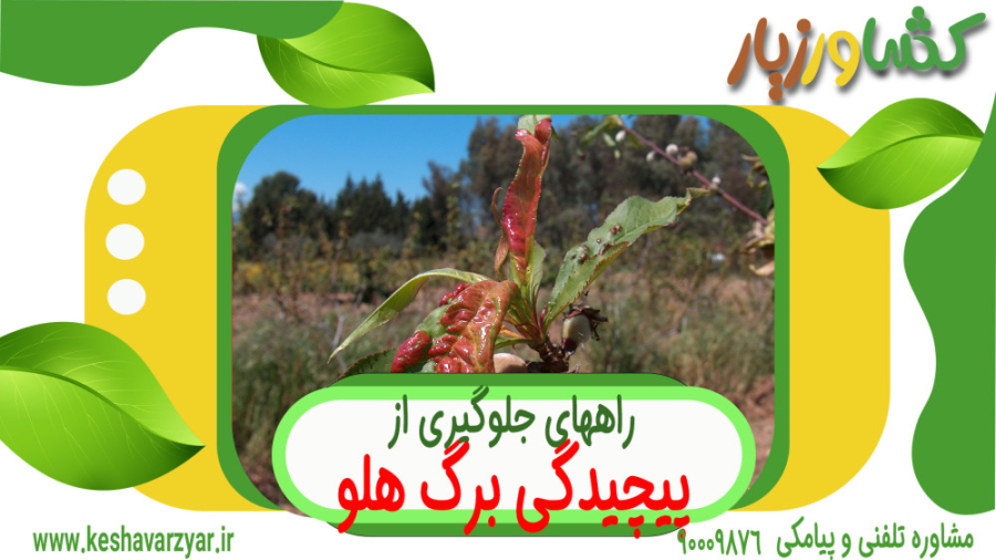 بیماری پیچیدگی برگ هلو یا لب شتری تزریق بوتاکس