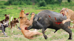 حیات وحش  کلیپ زیبا از حیوانات...