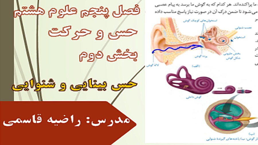 حس بینایی و شنوایی علوم هشتم فصل پنجم رفع غبغب