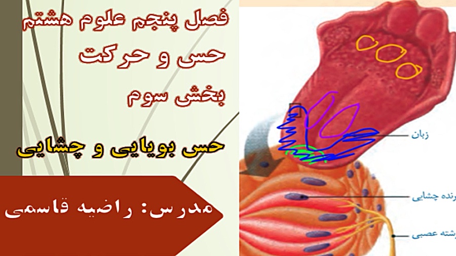 حس بویایی و چشایی علوم هشتم فصل پنجم، حس و حرکت تزریق چربی