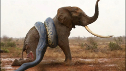 حیات وحش  مار پیتون در کمین اس...