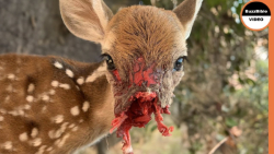 نبرد حیوانات  وقتی شکارچیان طع...