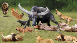 جنگ و نبرد بوفالو علیه شیر  مب...