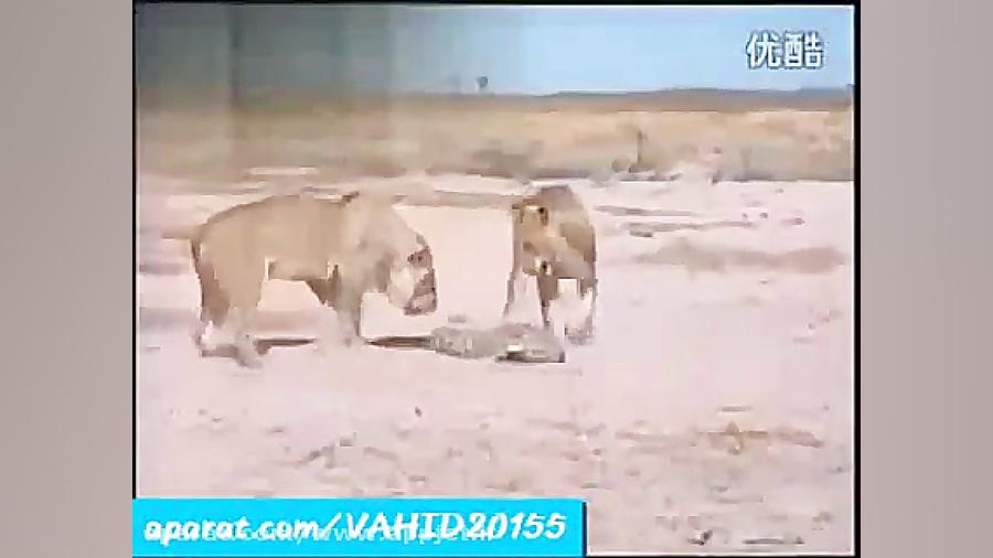 جنگ و نبرد دیدنی بین 2 شیر جسور و یک بچه تمساح زمان59ثانیه