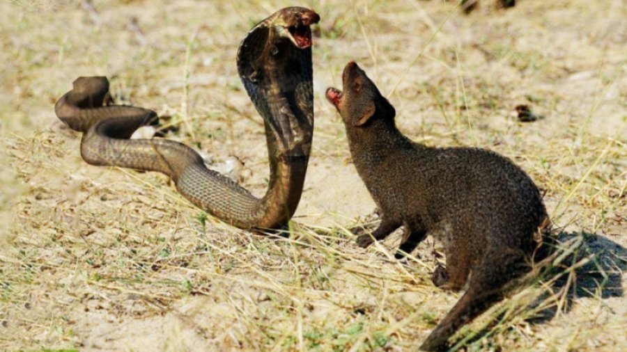 مستند جذاب حیوانات  نبرد دیدنی...