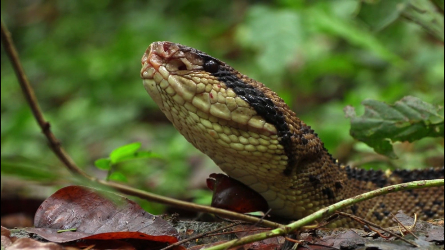 حیات وحش | بررسی توده بدنی مار...