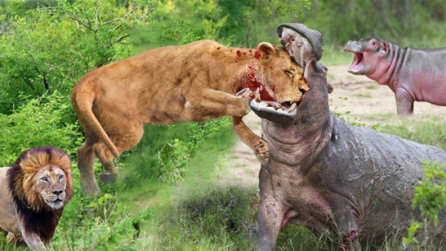 حیات وحش  حمله جسورانه شیرهای...