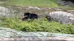 خرس سیاه شکار گوزن