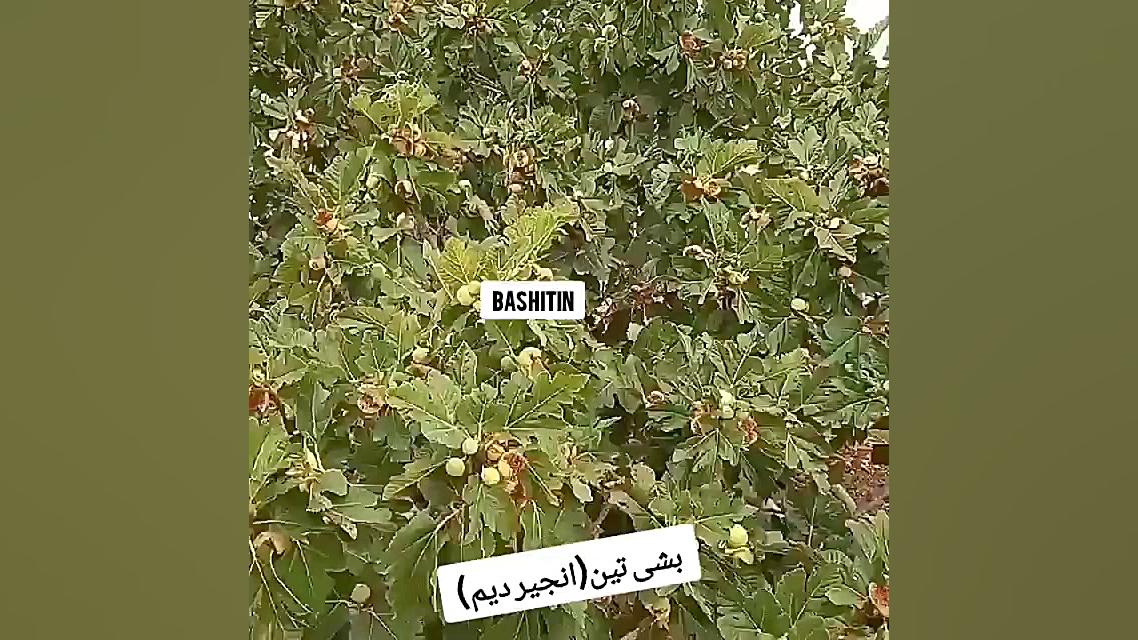 انجیر جدید استهبان و نی ریز بیولوژی تکوینی