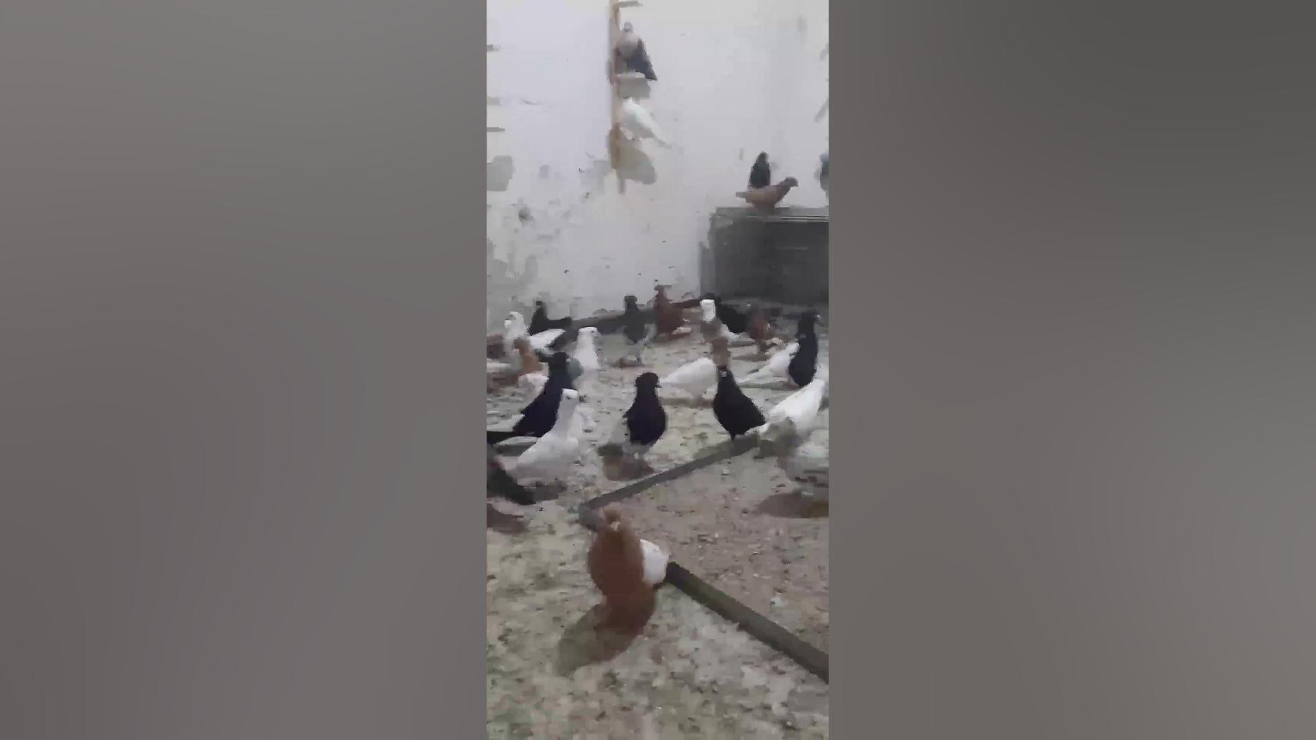 کبوتر رنگی مارال فرجاد