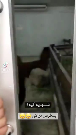 این دیگه شبیه کیه