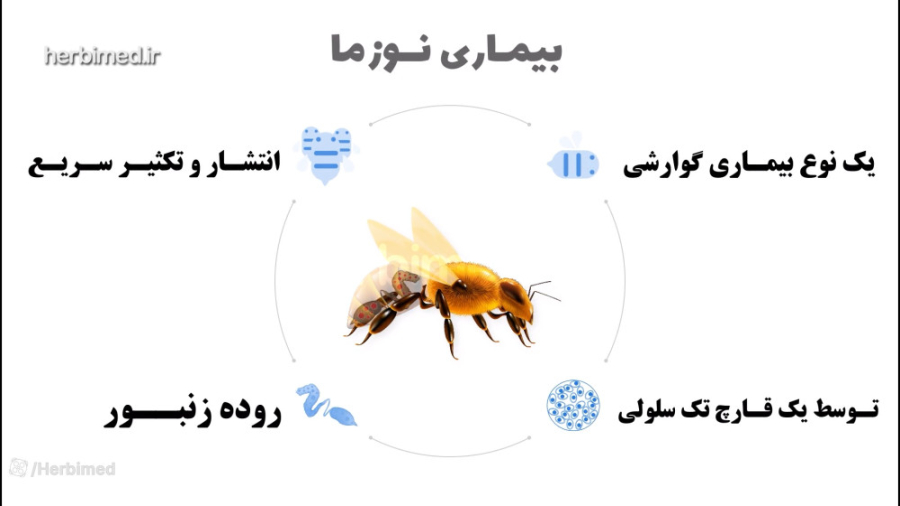کامل ترین ویدیو درباره بیماری نوزمای زنبور عسل و راه های درمان آن شادمهر عقیلی