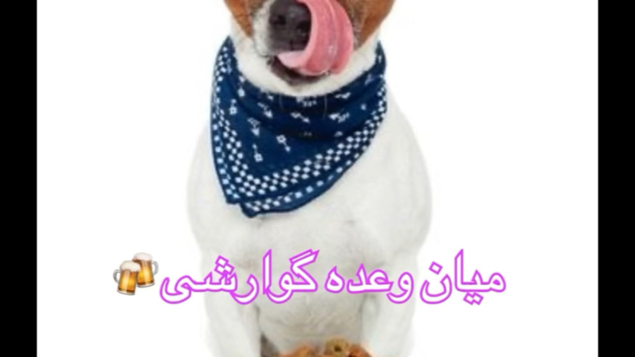 تهیه غذای خانگی برای سگ دکتر محمد فلاح گرجی
