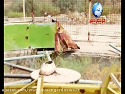 سوسنگرد نیوز : نابودی پارک ها...