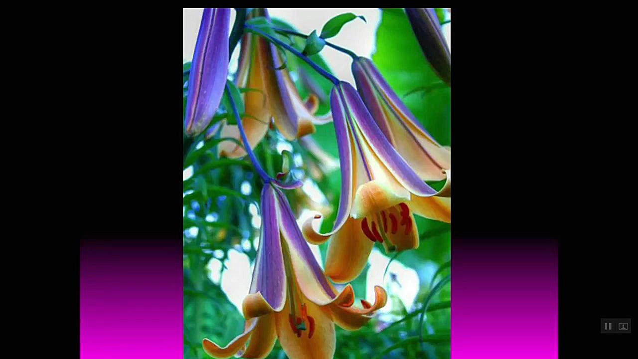 06- آنمی ها در لام خون محیطی جوانسازی پوست