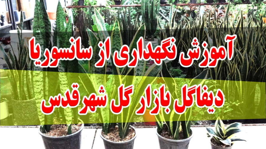 معرفی و آموزش نگهداری از گیاه سانسوریا - دیفاگل زمان198ثانیه