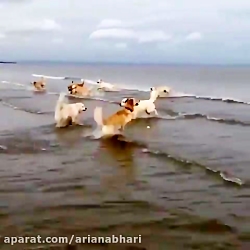 شادی سگ از دریا