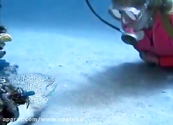 دوستی ماهی با غواص در اعماق آب...