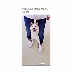 شادی راه رفتن سگ