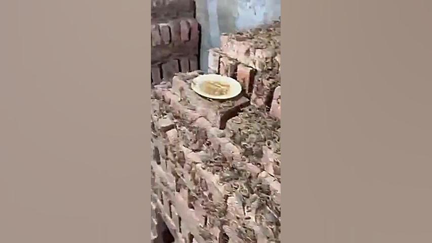 فیلم مزرعه پرورش عقرب گل گدوت