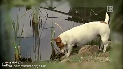 دوستی حیوانات (سگ و میرکات)