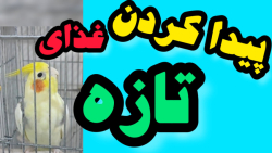 غذای تازه عروس هلندی