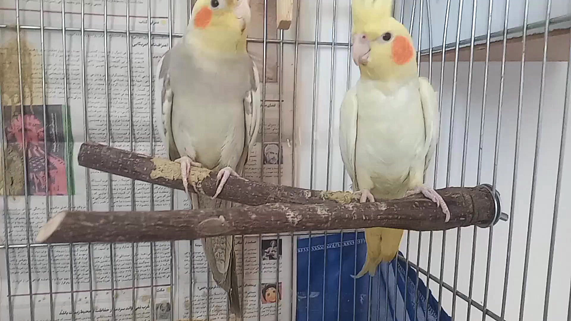 فیلم معرفی  نر:نژاد خاکستری  ماده:نژاد لوتینو خال زرد زمان64ثانیه