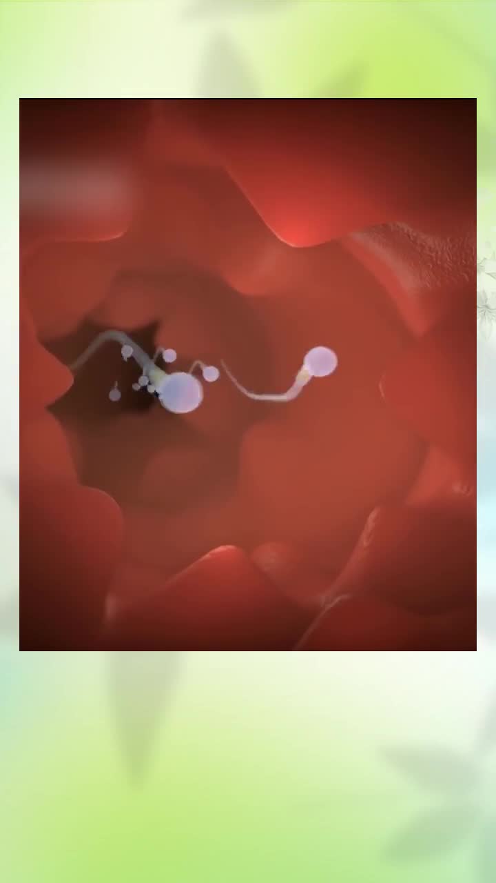 تصاویر واقعی سونوگرافی هفته به هفته جنین، سونوگرافی کامل مرکز تصویربرداری دکتر مریم ابراهیمی، مبنا-تهران