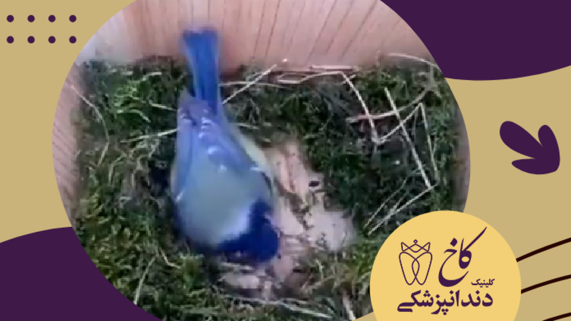 تصویری از تلاش و زندگی در پرندگان کلینیک دندانپزشکی کاخ
