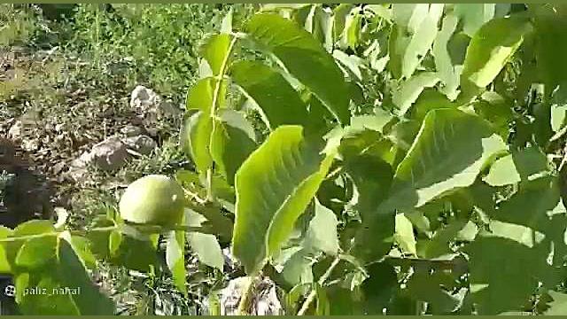 باردهی گردو در نهالستان پالیز زمان60ثانیه