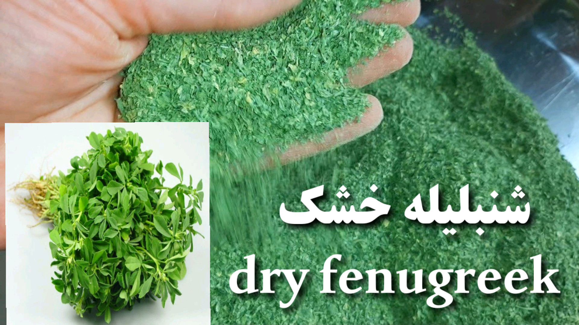 طرز خشک کردن شنبلیله شنبلیله خ...