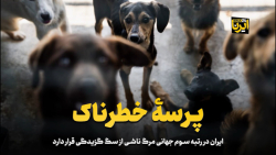 ایران در رتبه سوم جهانی مرگ ناشی از سگ گزیدگی قرار دارد