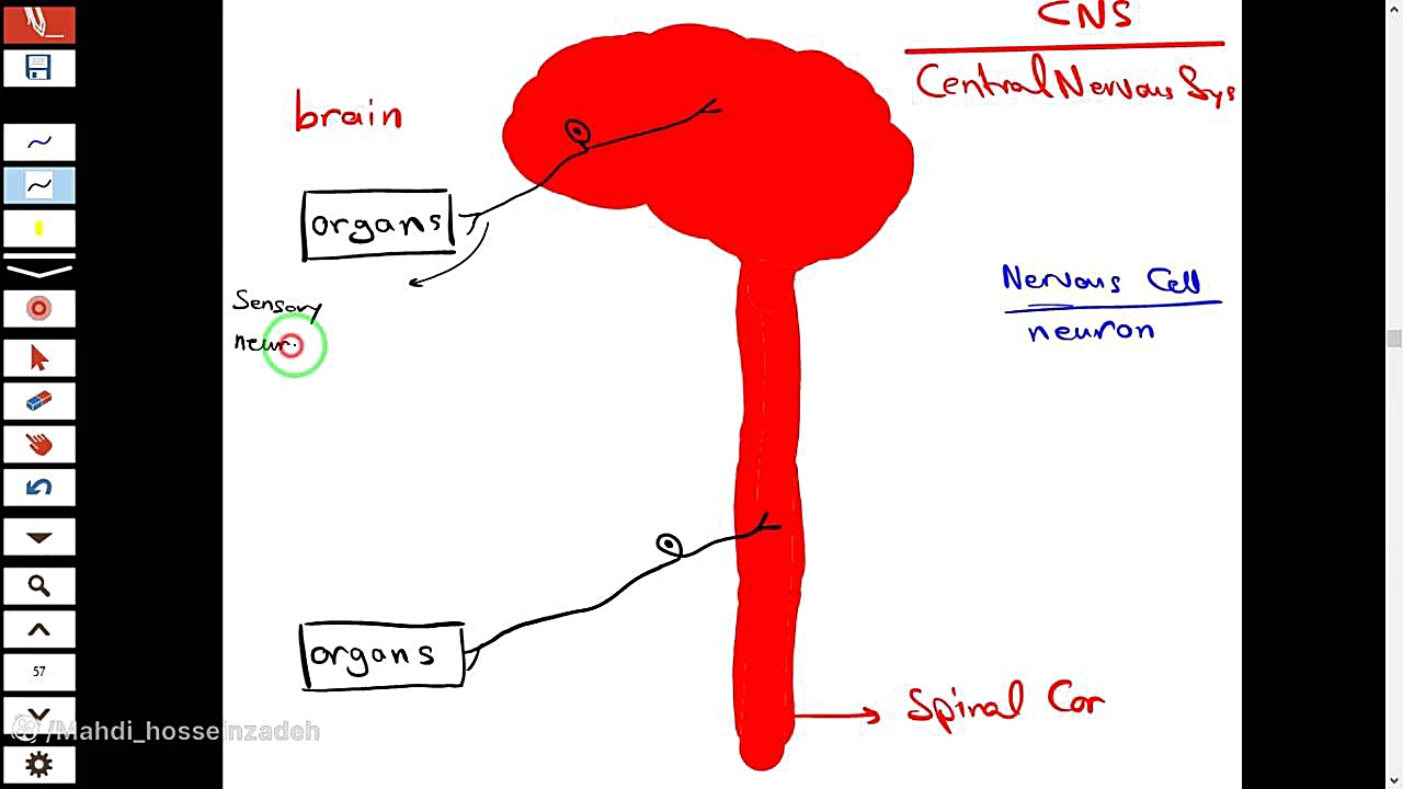 تدریس زیست آیمت-IMAT-مبحث دستگاه عصبی-Nervous System-دکتر مهدی محمد حسین زاده اکستنشن تاج دندان