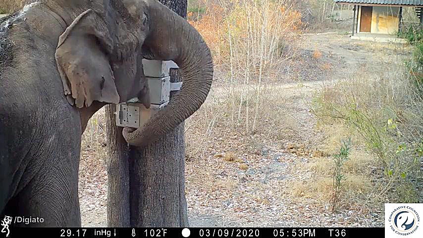 مهارت منحصربه&zwnj;فرد فیل وحش...