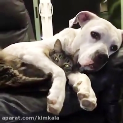 فیلم دوستی با حال سگ و گربه