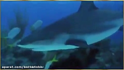 فیلم ویدیوی بسیار زیبا از دوست...