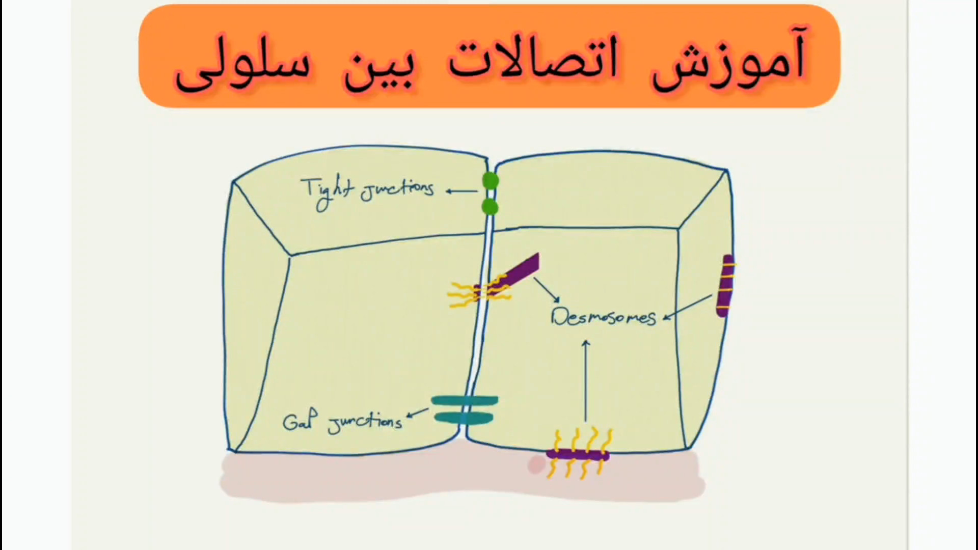 آموزش اتصالات بین سلولی: ساده ترین و خلاصه ترین دسته بندی کانکشن های بین سلولی لیفت پیشانی