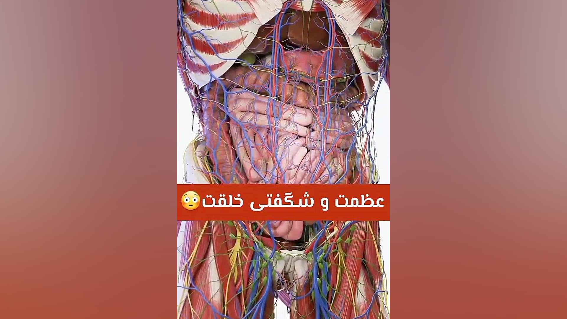 آناتومی روده در بدن کلینیک مو