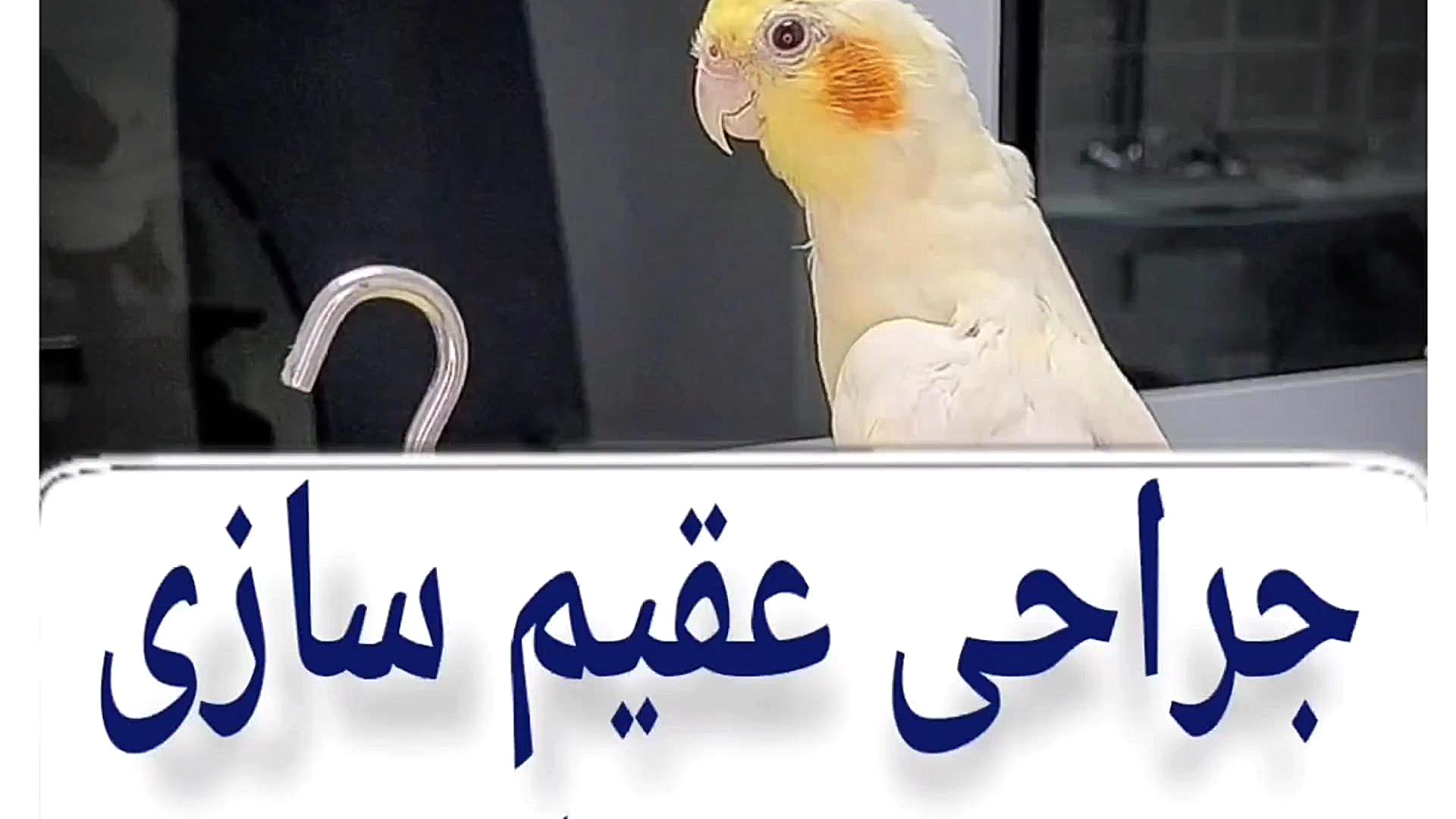 عقیم سازی عروس هلندی دکتر علی برهانی کیا