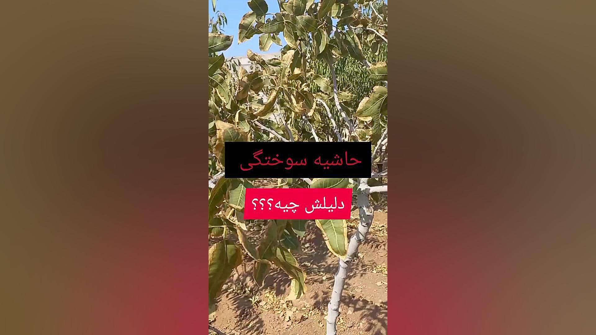 حاشیه سوختگی برگ. علائم نماتد جراحی لثه