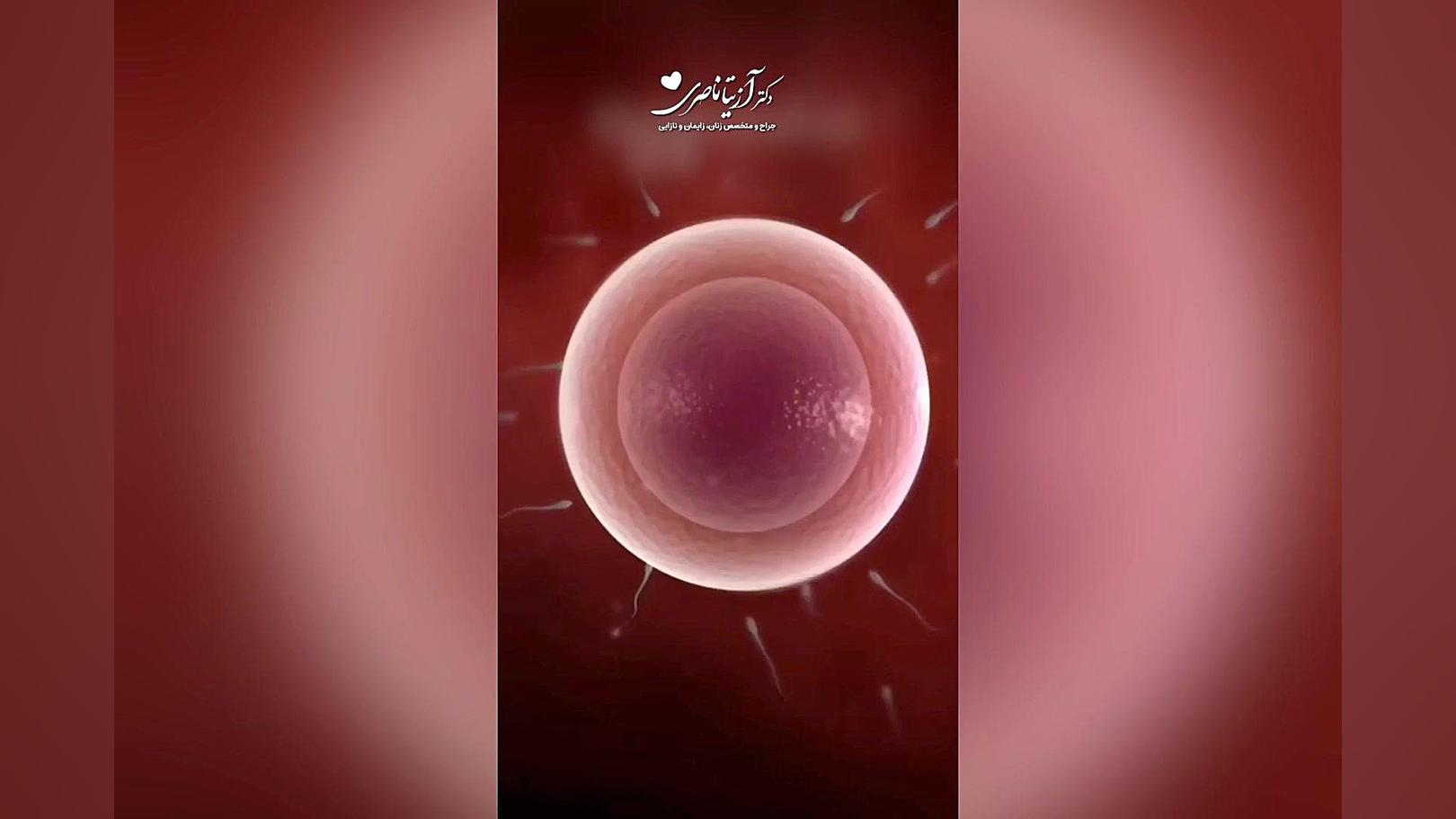 از لقاح تا زایمان دکتر آزیتا ناصری