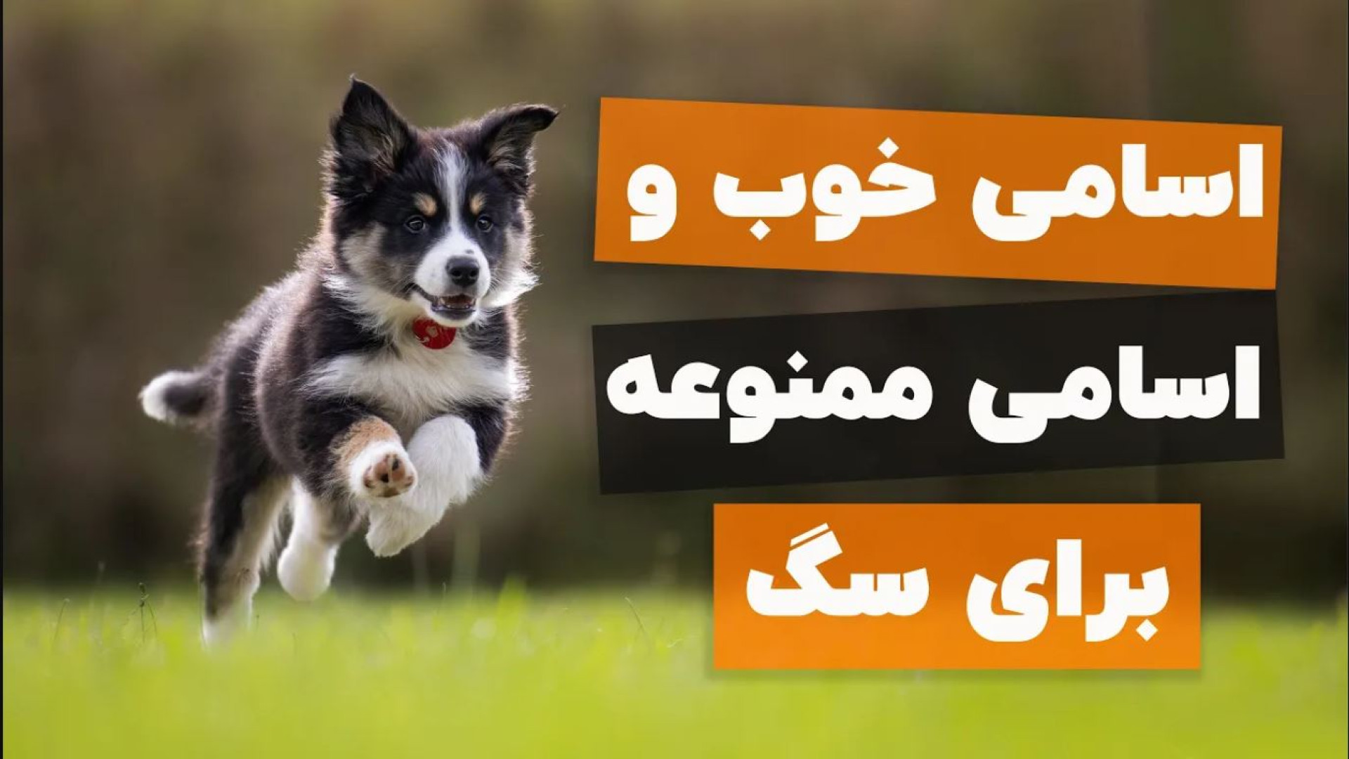 اسم سگ رو چی بذاریم؟ ده ها پیشنهاد اسم سگ زیبا از پت پرس برداشتن خال گوشتی
