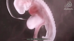 خلقت انسان در رحم با تلاوت عبد...