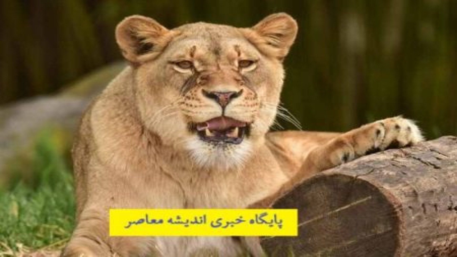 فیلم نادر از استفراغ شیر که شبیه گربه است فیلم دندانپزشک زیبایی