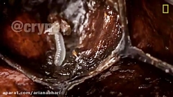 سیر تکاملی زنبور عسل