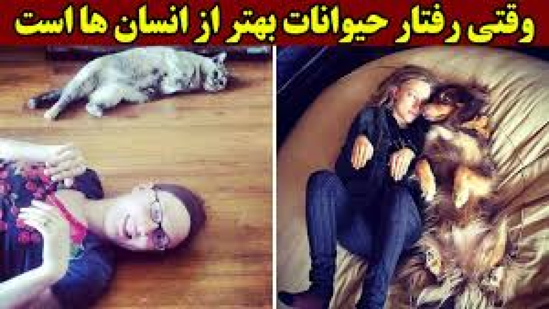 30 بار که حیوانات بهتر از انسان ها رفتار کردند
