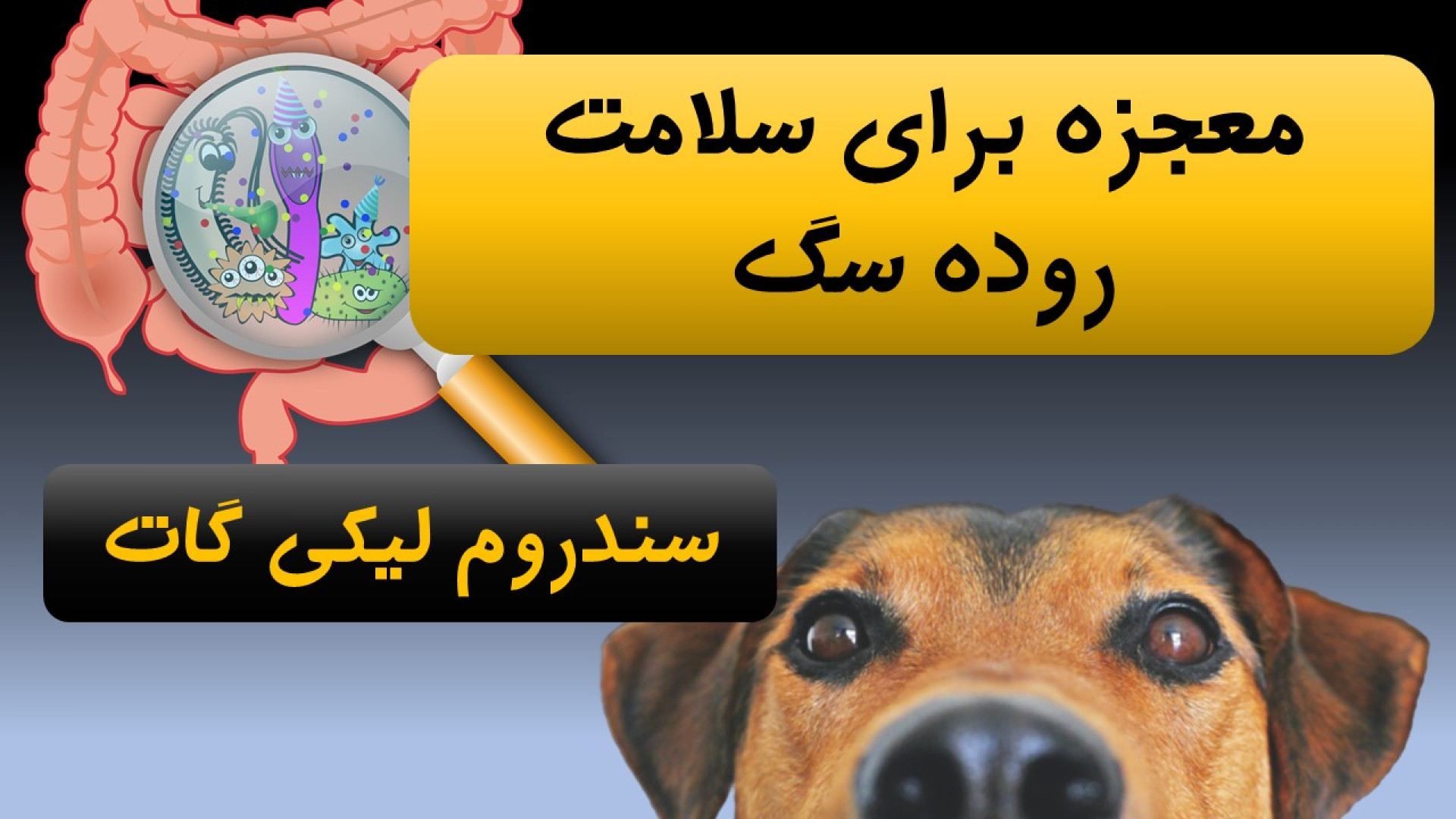 ۴ ماده غذایی که برای سلامت دستگاه گوارش سگ معجزه می‌کند سندروم لیگی گات چیست؟ کاشت ریش