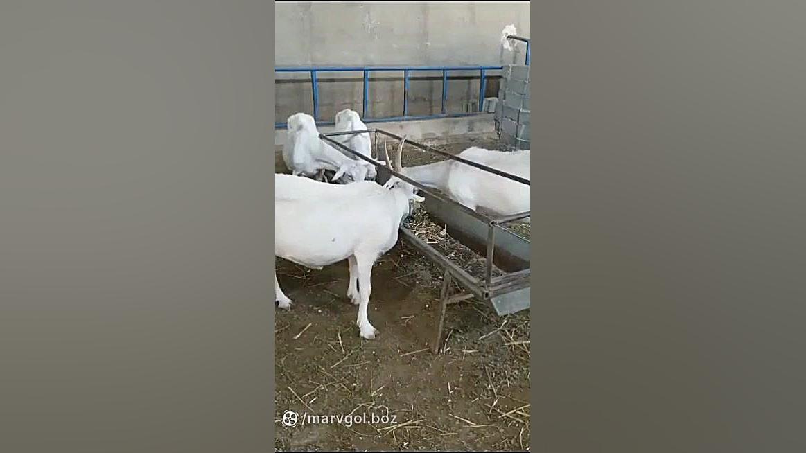 شیر بز و پیشگیری و بهبود زخم معده پر کردن دندان