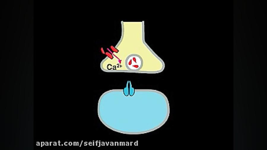 سیناپس سلول های عصبی و انتقال سیگنال کاشت ابرو