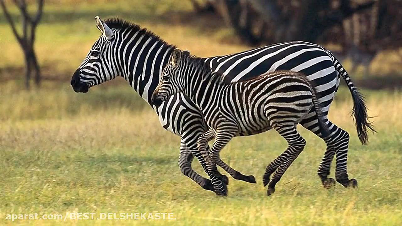 لطفا حیوانات را شکار نکنید-please do not hunt animals لیفت صورت
